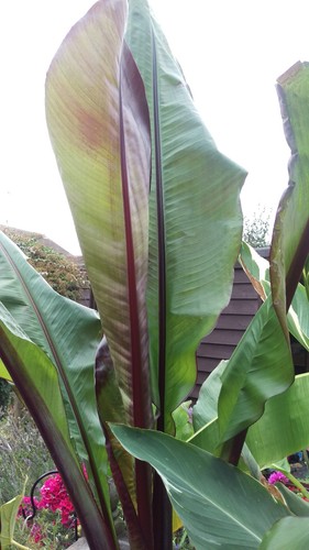 Rare ensete montbeliardii - rare,