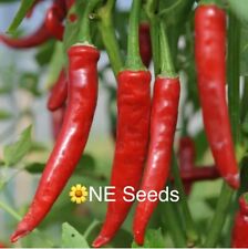 ? 100% Genuine Cayenne Chilli Pepper Seeds HOT - FREE Shipping! ?