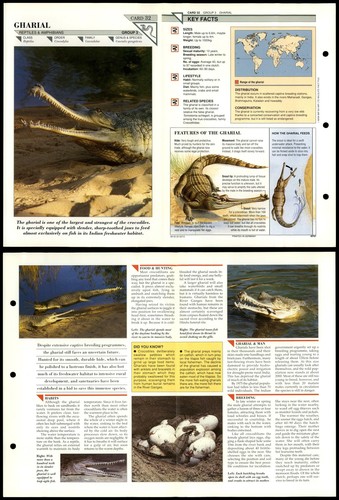 Gharial reptiles wildlife - gharial, #32