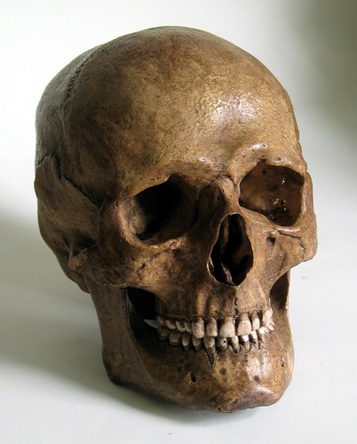 Human skull replica - skull,