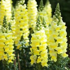 Snapdragon Antirrhinum majus maximum Canary Bird  15 000 seeds+FREE LABEL