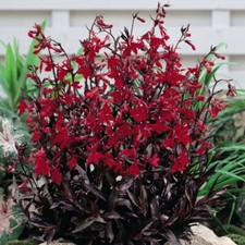 T&M Lobelia Queen Victoria