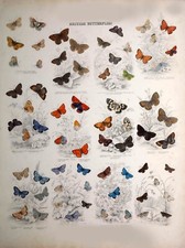 Vintage British Butterfly