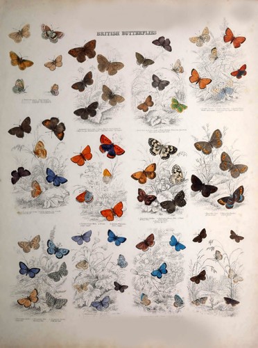 Vintage british butterfly - british,