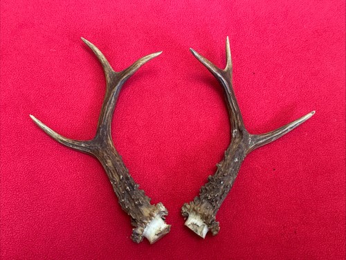Pair roe deer antlers - of,
