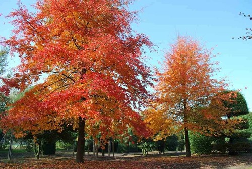 Nyssa sylvatica black - black, or