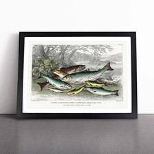 Fished Salmon & Trout Framed