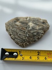 Tisbury starstone fossil coral - tisbury,