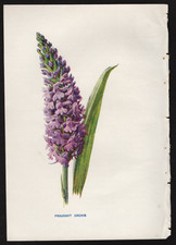 c1902 Hulme Familiar Wild