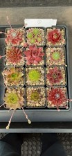 12 x Named Sempervivum Alpine
