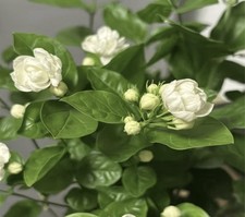 100 Night-Scented Jasmine