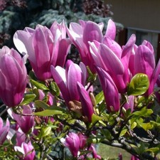 Magnolia Susan Fragrant Goblet Shape Flowers - Garden Shrub