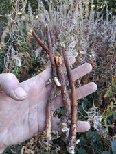 3x Rosebay Willow Herb Plant Root Cuttings Hardy Perennial Native Medicinal
