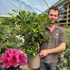 Rhododendron Sneezy Pink Large 10 Litre Pot Garden Plant Established Shrub