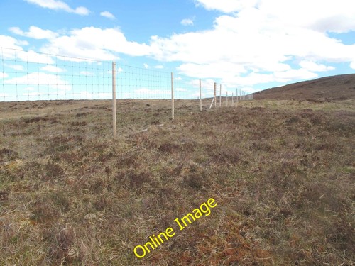 Photo 12x8 deer fence - photo,