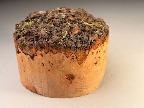 Live edge burr elm - elm, resin