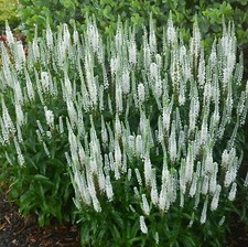 Veronica white wands plant
