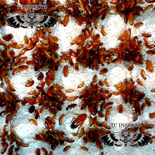 Medium Live Red Runner