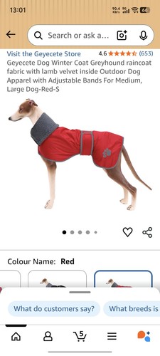 Greyhound winter coat whippet - winter,