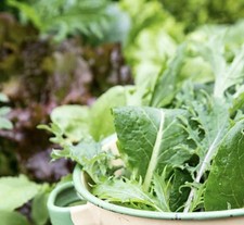 8 x Mixed Lettuce ‘Spicy