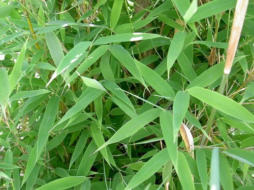 Fargesia murieliae hardy - -,
