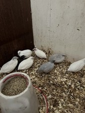 Chinese painted Quail Eggs