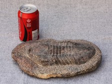 A large Moroccan Devonian(?) fossil Trilobite circa 300/400m years old.