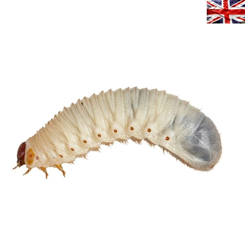 Live pachnoda grubs 25 35mm - grubs,