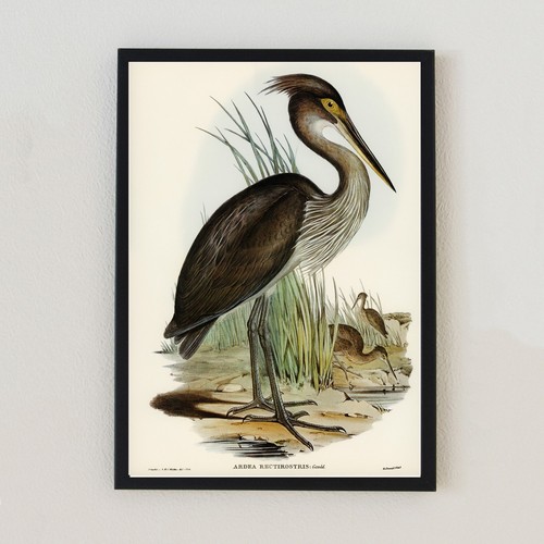 Vintage bird illustration - bird,