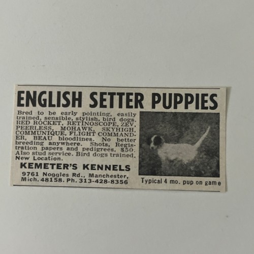 Kemeter kennels english - kemeter's,