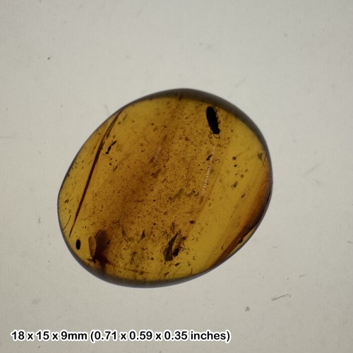 Burmese cretaceous amber - , with