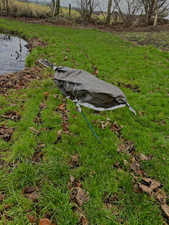 98 Texas Rag Pinkfoot Greylag