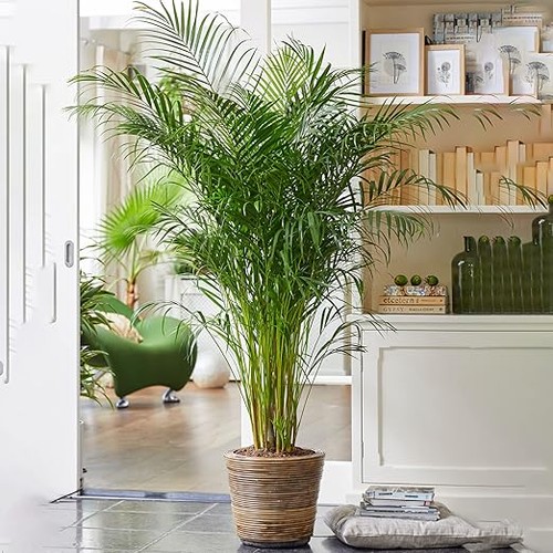 Areca palm large indoor house - palm,