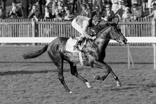 1970 NIJINSKY LESTER PIGGOTT