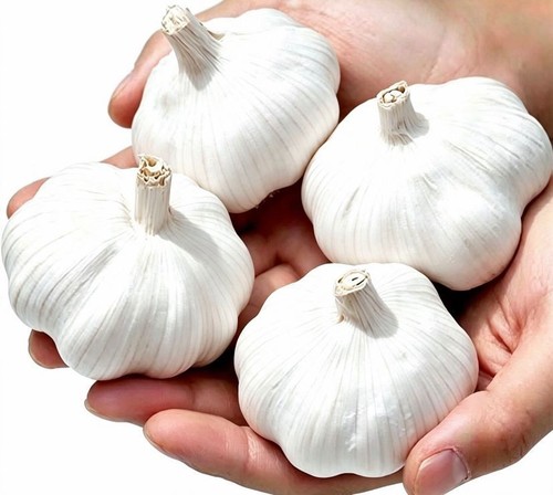 Whole solent wight - wight, garlic