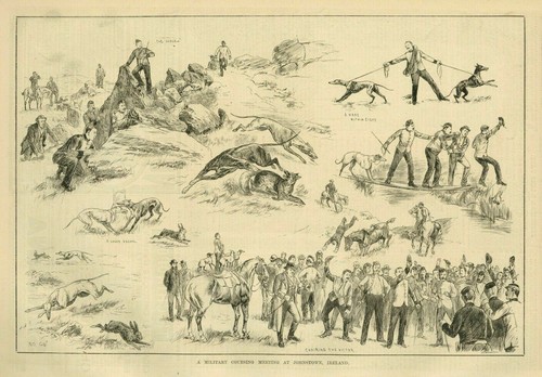 Pursuit hares greyhound - hares, by
