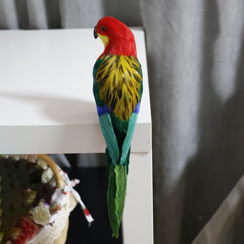 Feather parrot macaw - feather,