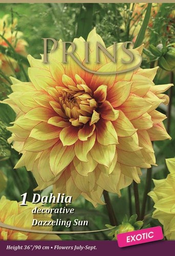 Dahlia bulb tuber decorative - bulb/tuber,