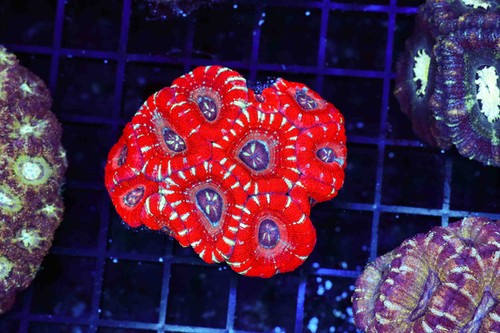 Blood bone asian acan - bone,