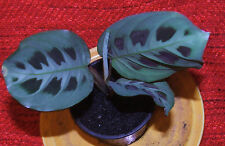 MARANTA Beautiful indoor plant conservatory plant FULLY ESTABLISHED. In 9 cm pot