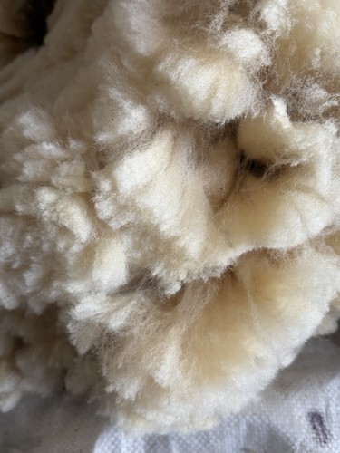 Large white raw - raw, sheep