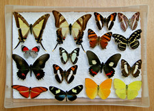 16x butterfly set specimens from Peru collection in plastic box