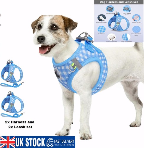 Pack small dog - cat, puppy