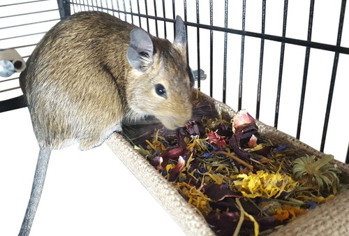 Totally degu hay - manger, small