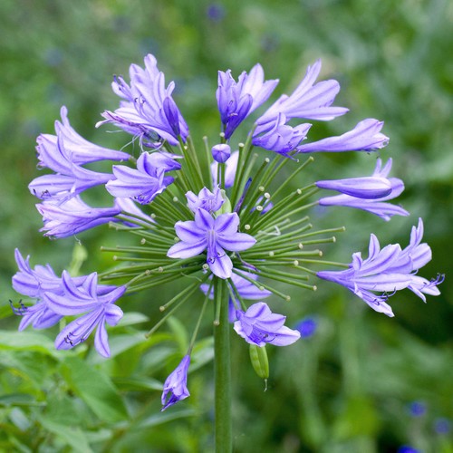 Agapanthus charlotte african - agapanthus,