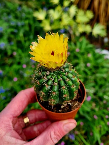 Notocactus ottonis - (parodia),