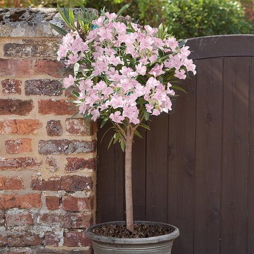 Oleander std blush - std,