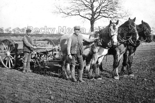 Bbp plough horses great - &,