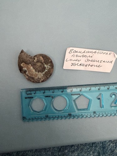 Ammonite fossil lower - fossil,