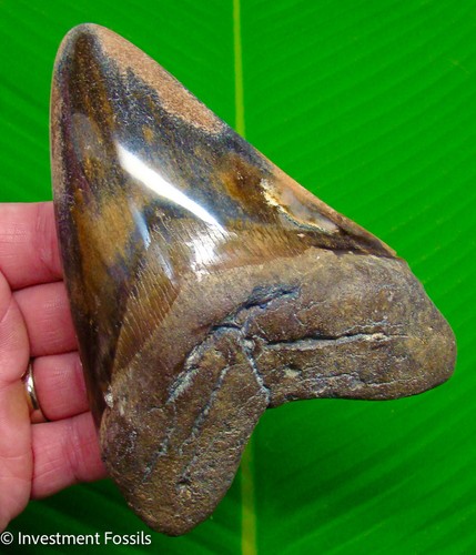 Megalodon shark tooth - shark,